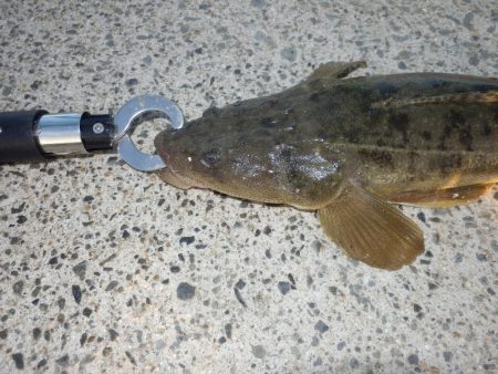 南大阪!鉄板マゴチ‼